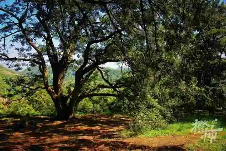 离杭州一个半小时车程,蒸土鸡,小溪鱼,香榧酒……两天玩遍这座"乡村