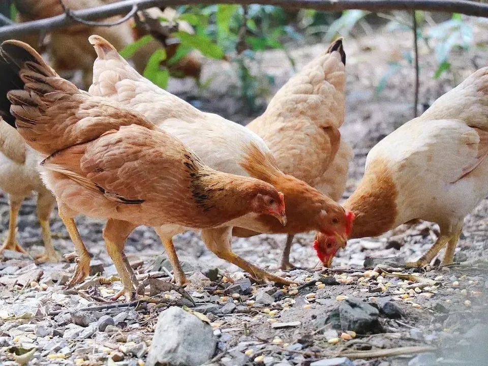美味千岛湖瑶山五好土鸡散养在山林每天吃虫上树