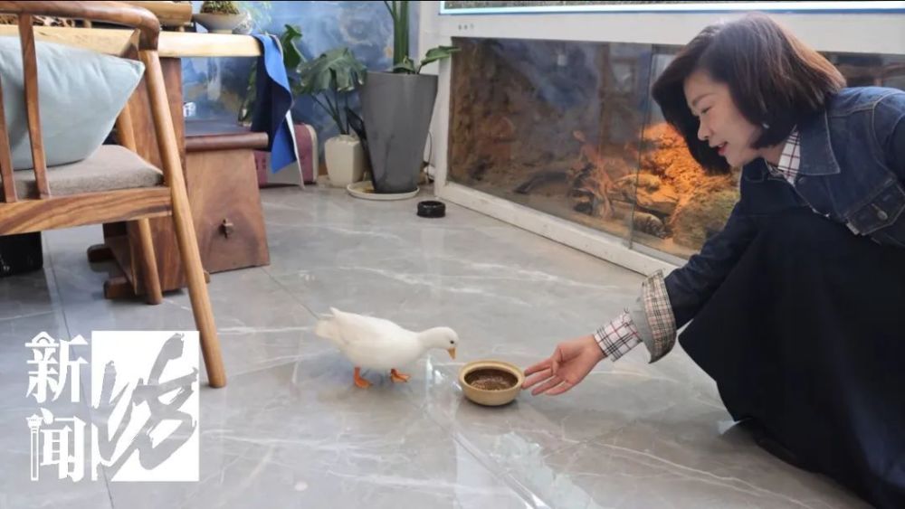 上海一价值万元的宠物鸭在花园散步被人掳走，差点被做成“老鸭煲”SAAB远程塔台2023已更新(今日/网易)SAAB远程塔台