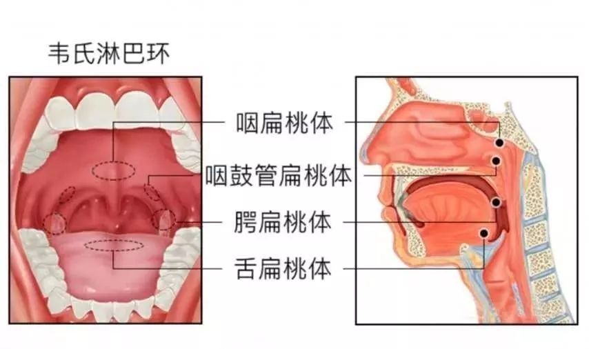 扁桃体在哪个位置图片图片