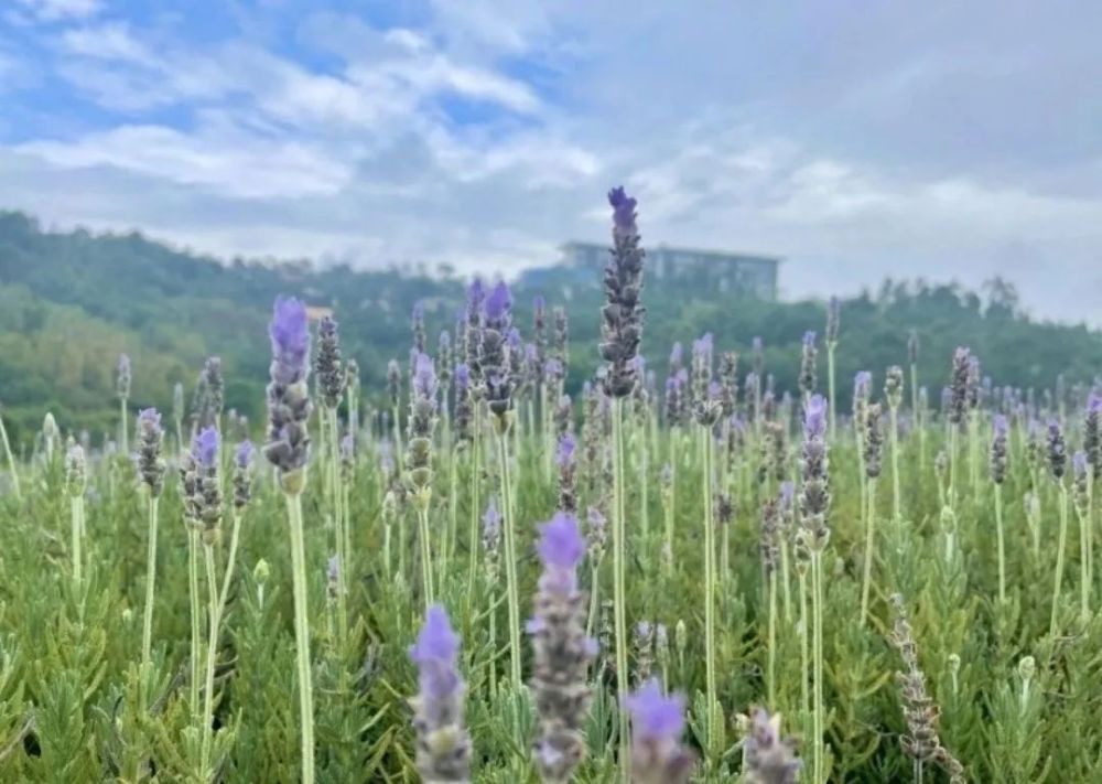 云南鲜花（云南鲜花产业发展的优势） 第7张