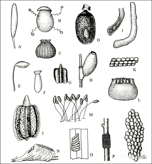 小知识|虫卵的秘密大公开!它们都有这些形态_腾讯新闻