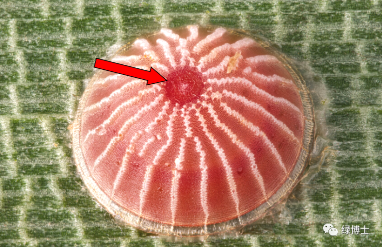 注:红色箭头所指的是受精孔每粒虫卵的前端有受精孔,是昆虫卵粒在
