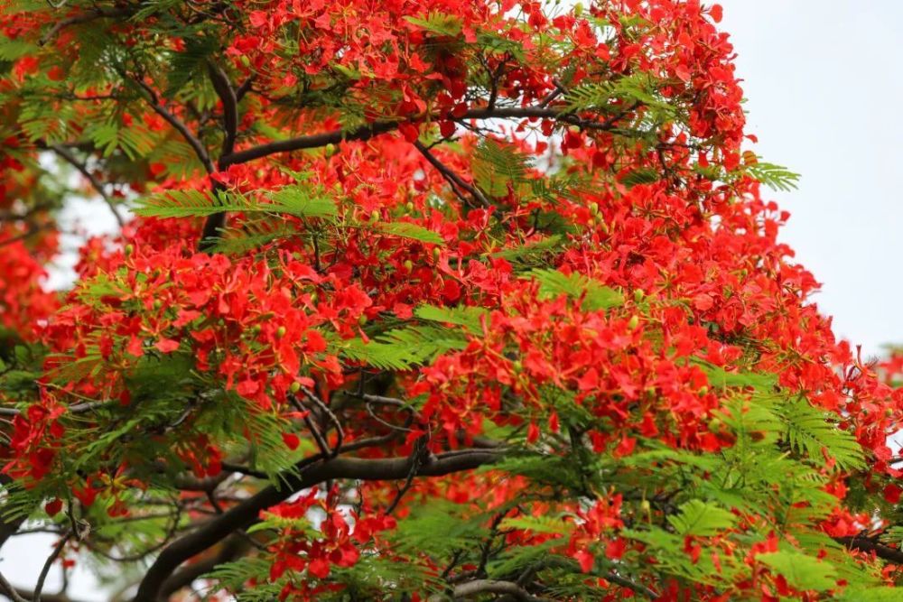 驚豔鳳凰花開橋頭紅了