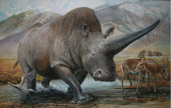 同时根据化石显示,板齿犀类的牙齿齿冠普遍很高,齿面珐琅质裙皱很复杂