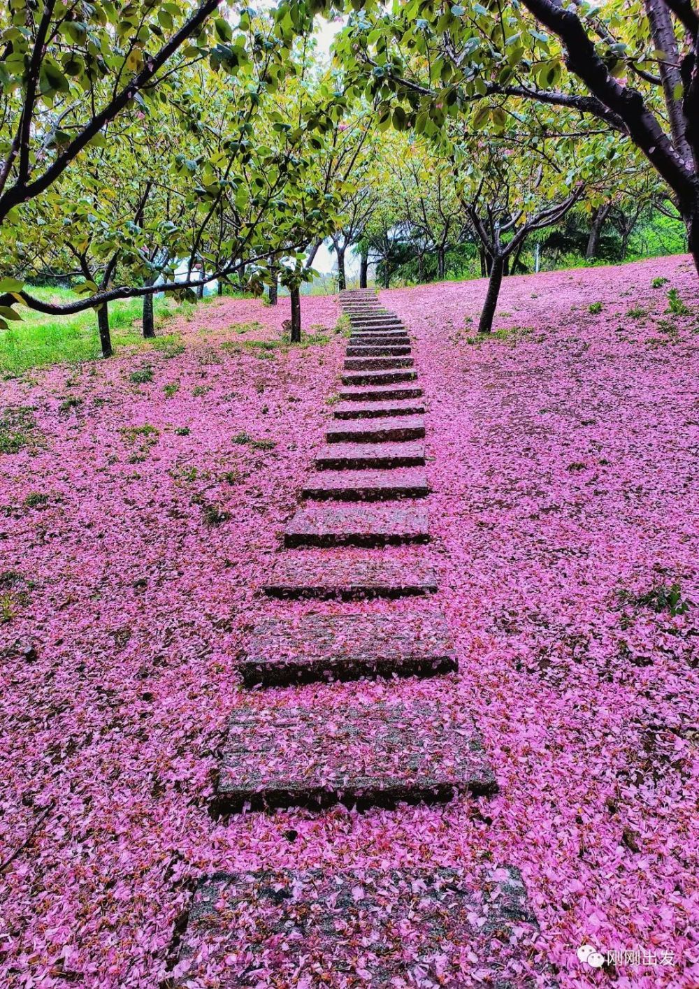 大雨后看大连植物园樱落