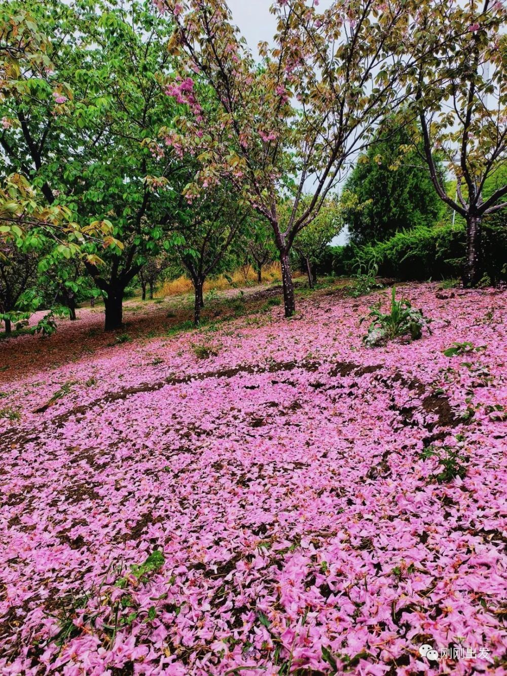 本来绽放的樱花落了满地,早早来到植物园,只为看这场樱落,樱花没有