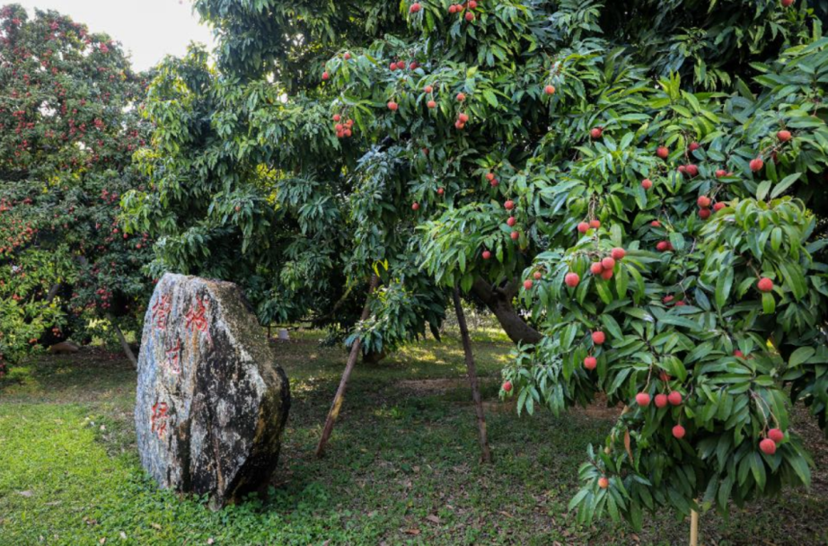 增城有段古|刻在城市记忆里的西园挂绿_腾讯新闻