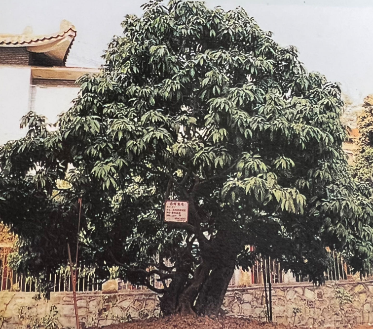 增城有段古｜刻在城市记忆里的西园挂绿_腾讯新闻