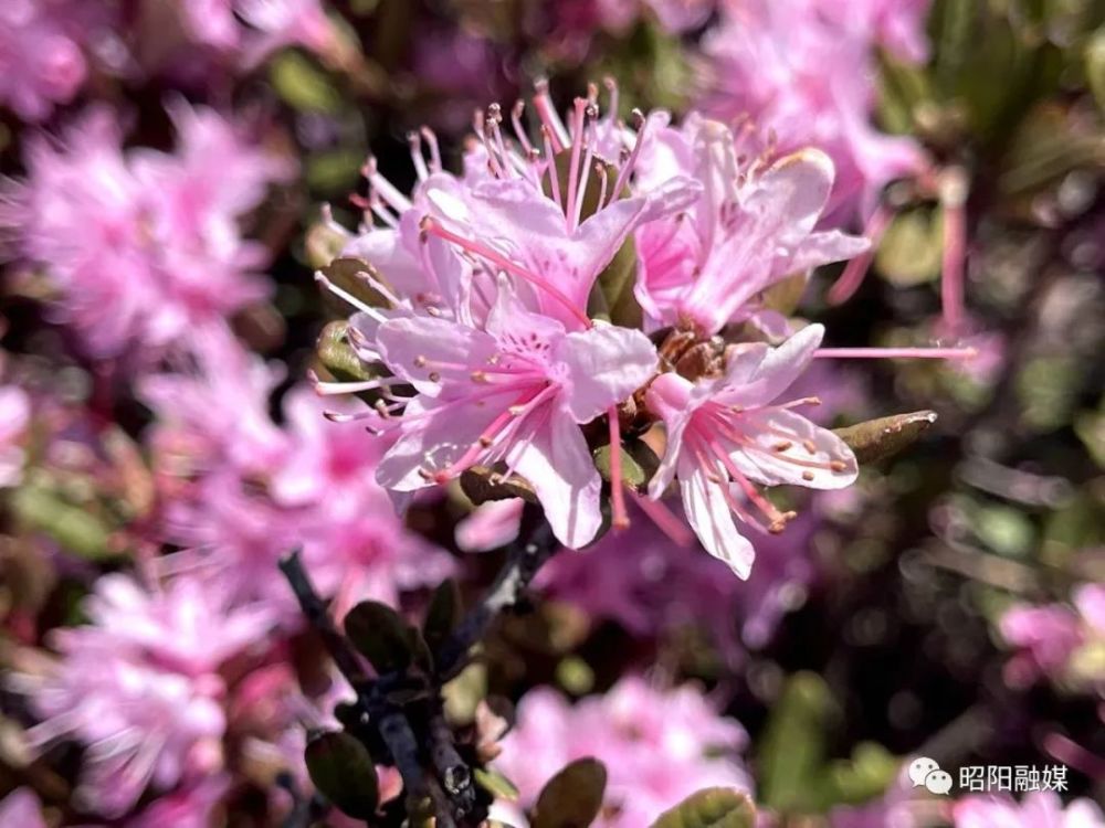 昭阳区靖安大坪子千亩腋花杜鹃花开正艳……_腾讯新闻