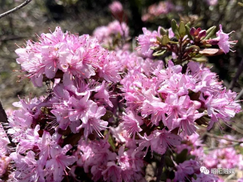 昭阳区靖安大坪子千亩腋花杜鹃花开正艳……_腾讯新闻