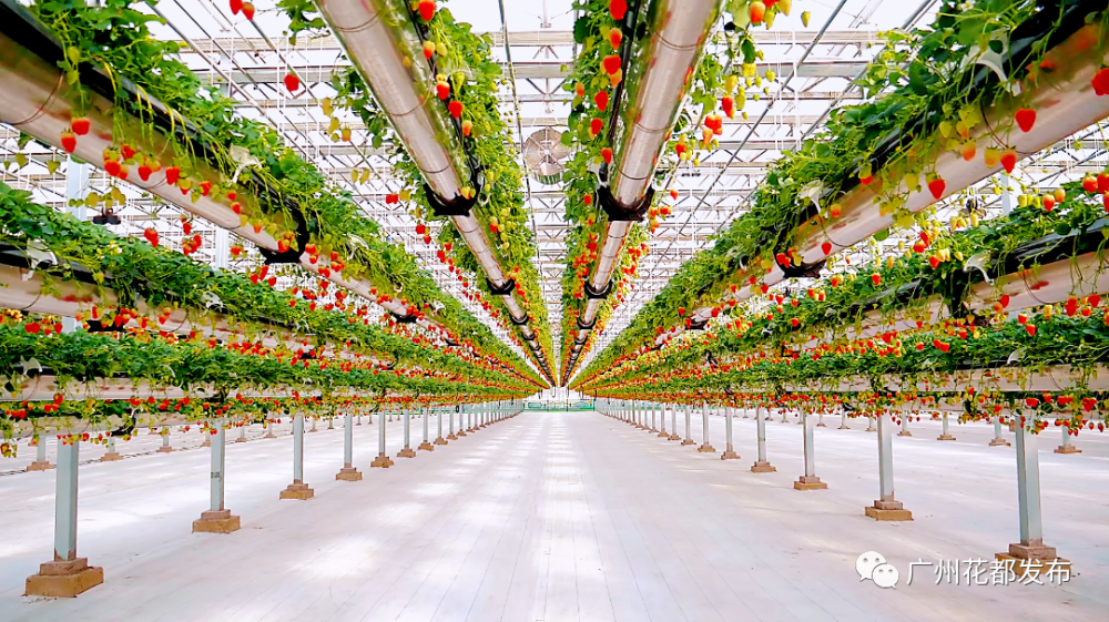 科技兴农丨绿沃川发展现代智慧农业带动农民就业增收