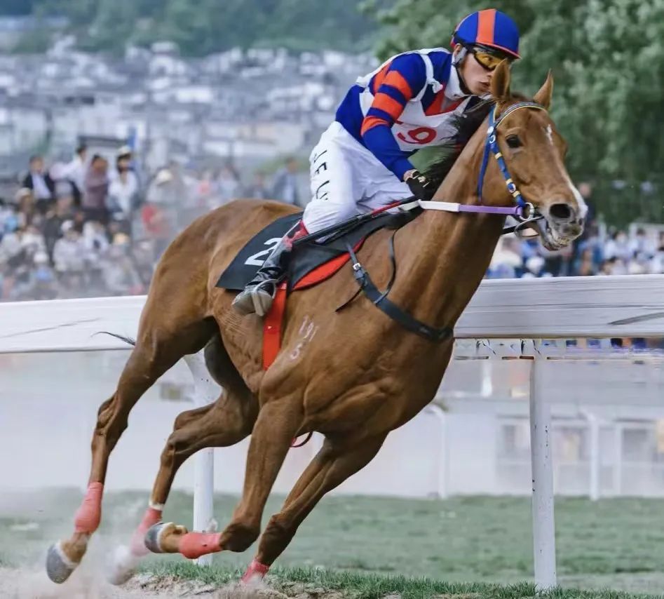 马王出炉2023年大理三月街民族节赛马大会圆满落幕