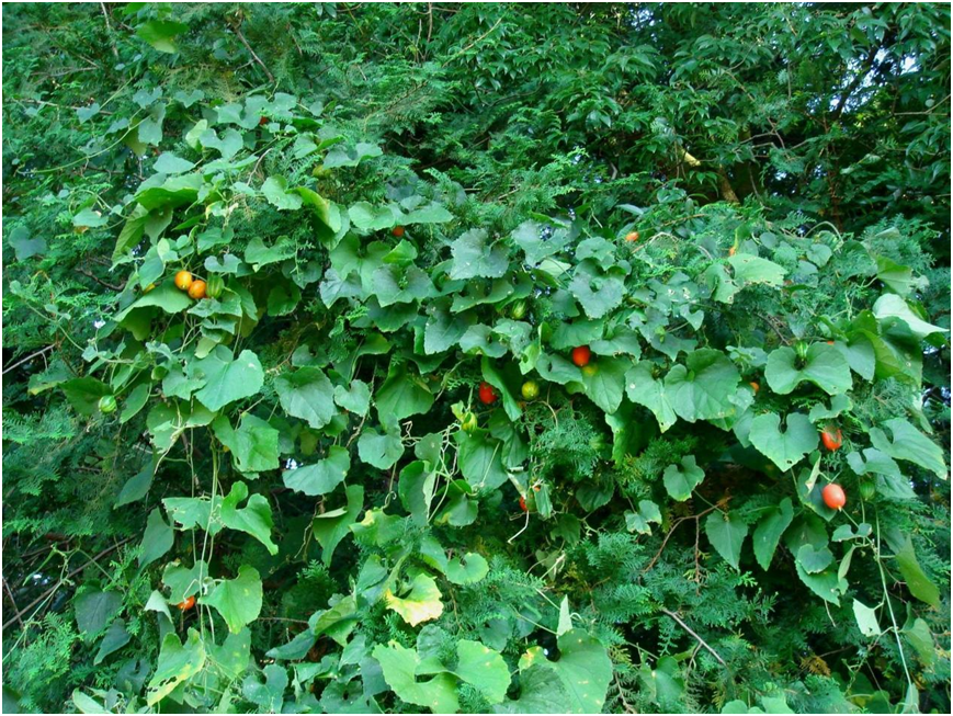 立夏至,王瓜生～王瓜是个什么瓜?|小叶子涨"植"识_腾讯新闻