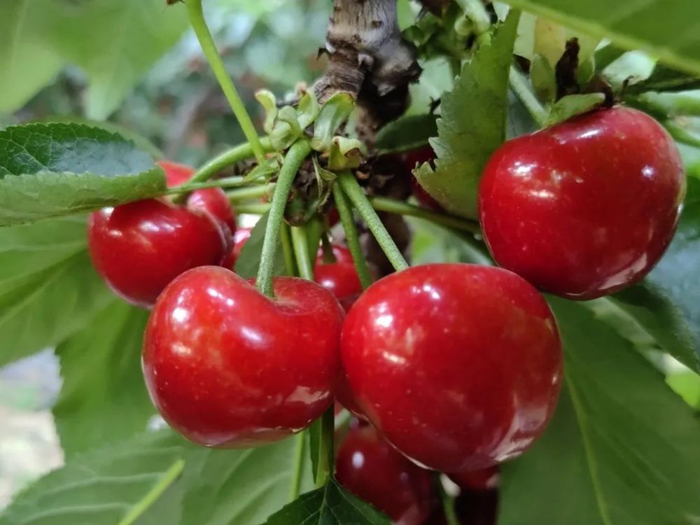 五峰山街道:第九届济南市大樱桃采摘节即将开幕!敬请您的到来!