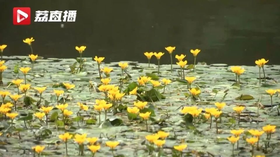 诗经里的“荇菜”长啥样？背诵了这么多年，终于见到了_腾讯新闻