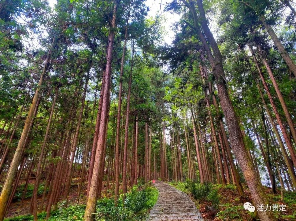 让绿水青山成为发展之力67——从甘溪林场发展看黔南生态建设路