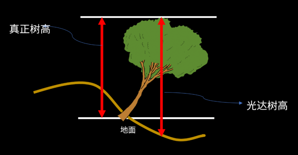 世界上最大的树（世界最老的树15亿年） 第40张