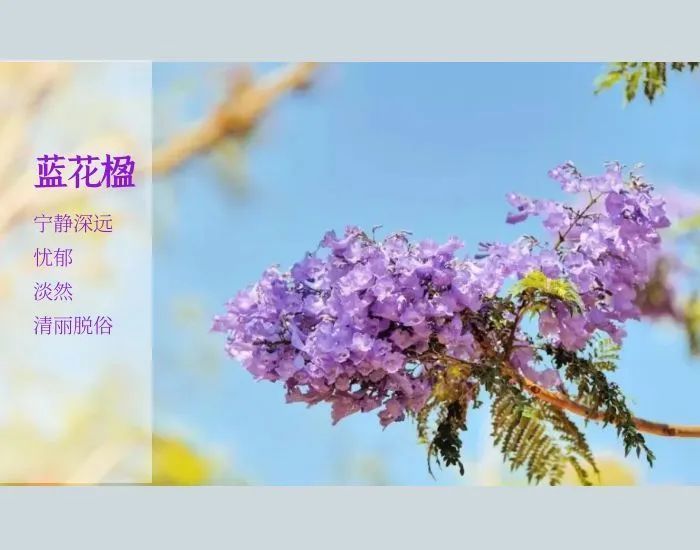 云南鲜花（云南鲜花文案） 第7张