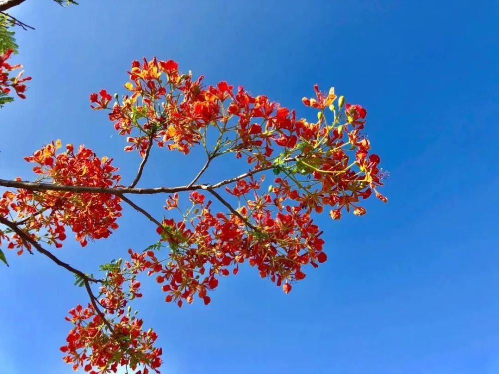 云南鲜花（云南鲜花文案） 第17张