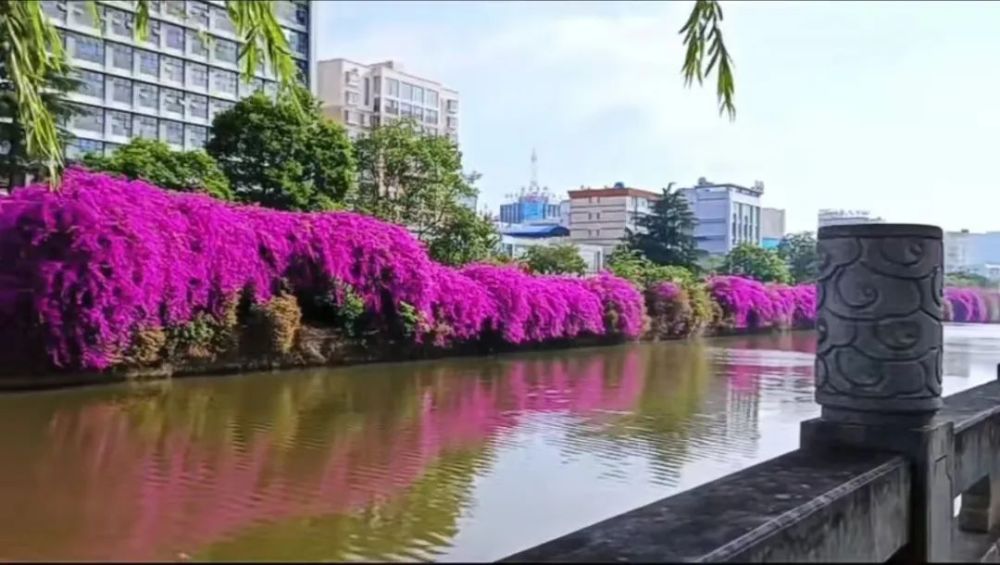 云南鲜花（云南鲜花文案） 第36张