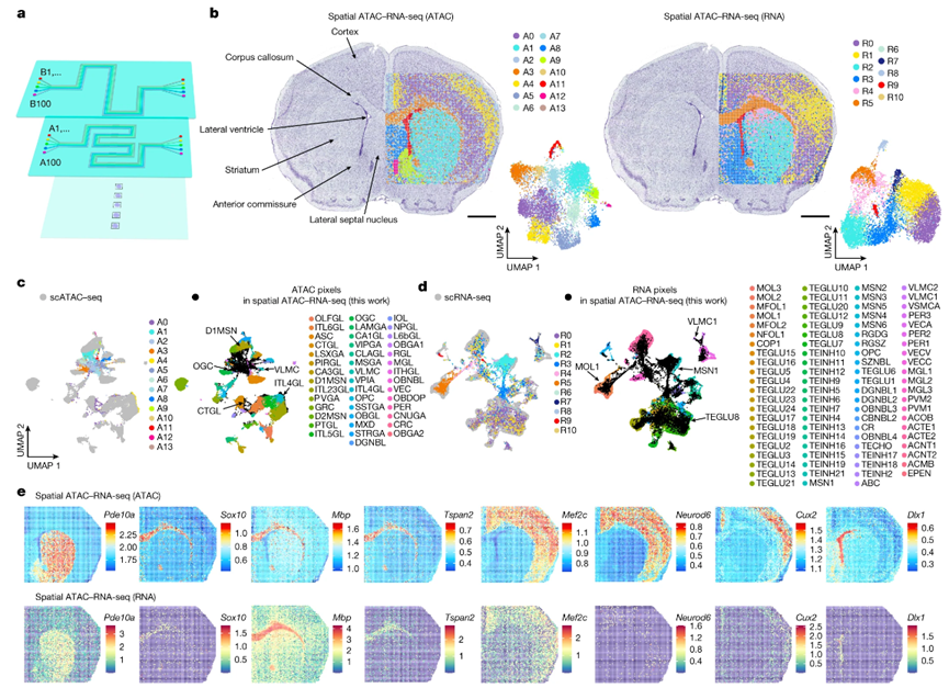 Nature 空间表观组学与转录组学联合分析，揭示基因表达的精准调控腾讯新闻 7219