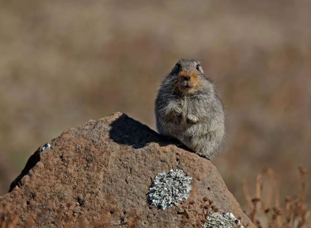 热衷内斗的冰鼠_腾讯新闻