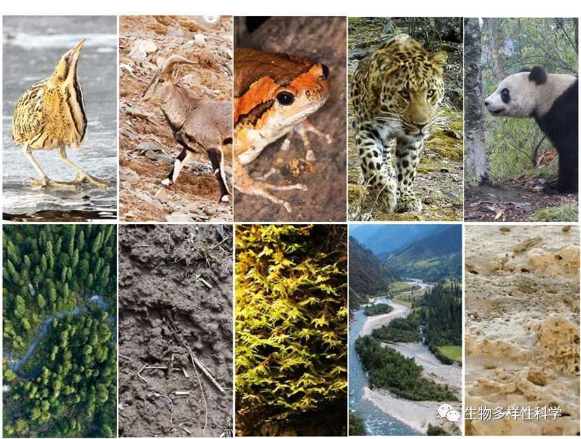 全球生物多样性保护"共同但有区别"的责任得到科学论证