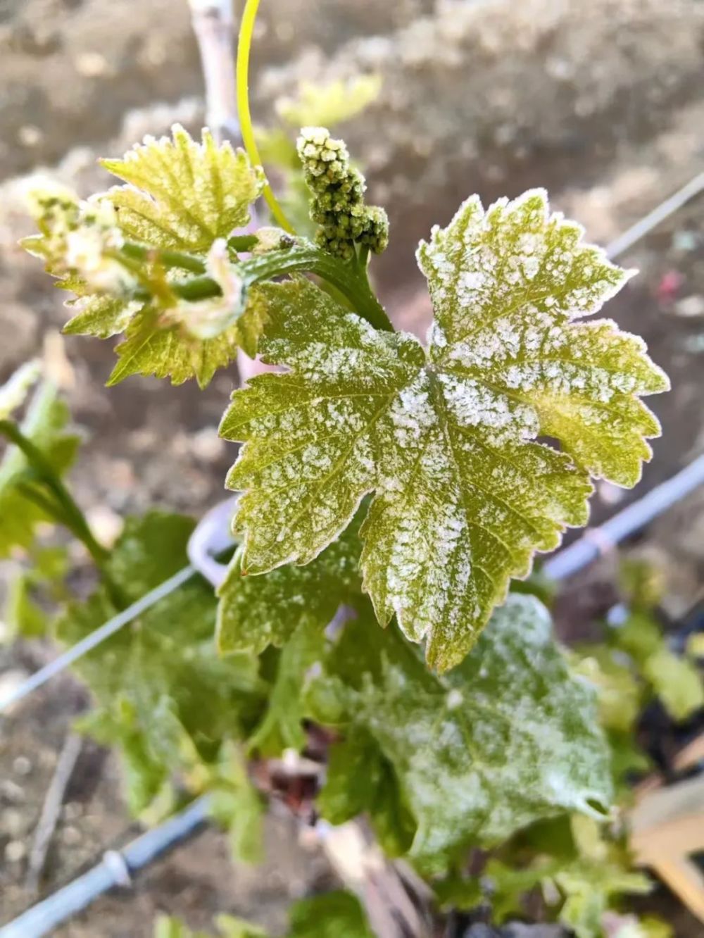 酒业家:新疆、宁夏等葡萄酒产区现极端气候,有酒庄减产40% 酒业家:新疆、宁夏等葡萄酒产区现极端气候,有酒庄减产40%