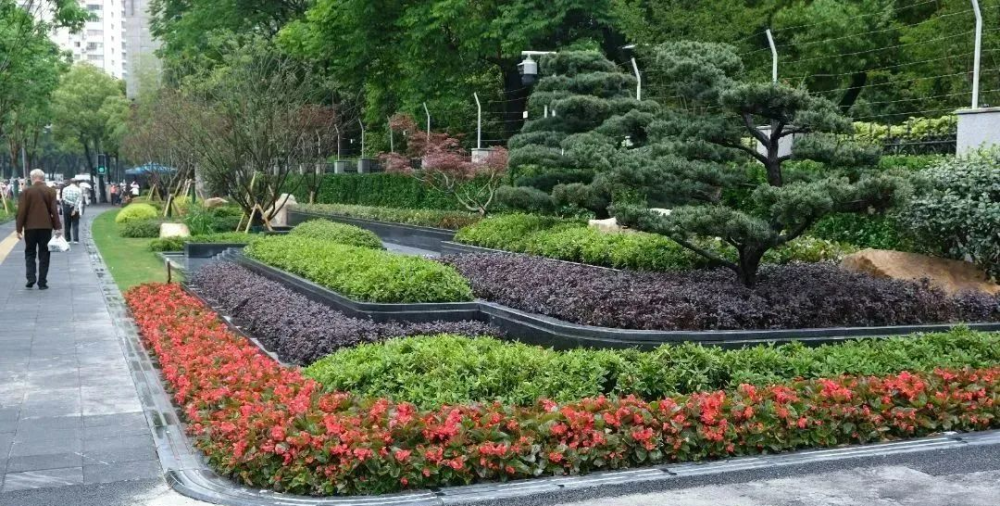 轨交武定路站附近沿街绿化都有哪些新变化_腾讯新闻