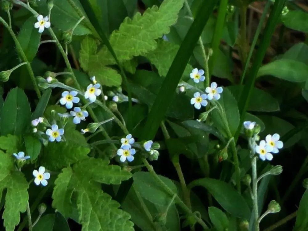 看到附地菜的花,很小的花朵,能够精致到夺人眼球的地步,想来这该是它