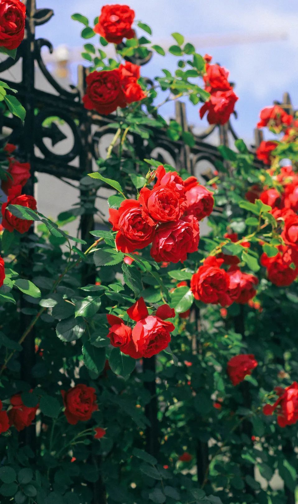 蔷薇花墙上线就藏在杨浦这些地方