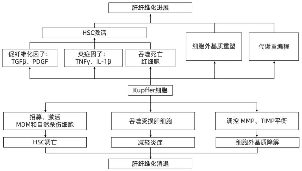 吃什么养肝补肝_补肝养肝吃什么药_养肝吃什么补药好