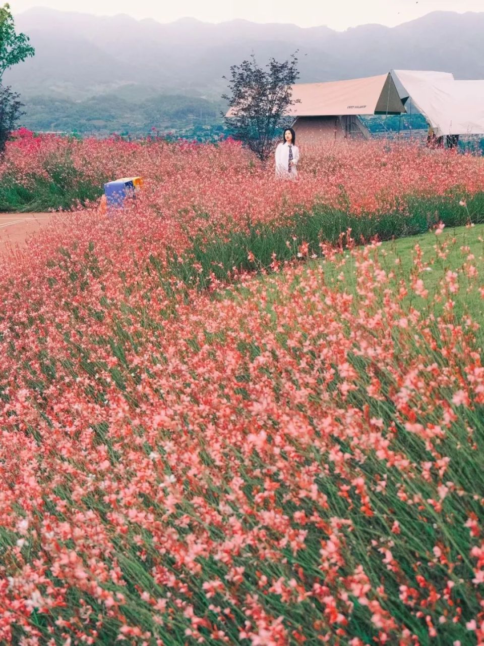 这片桥景露营地被山桃草花海包围啦