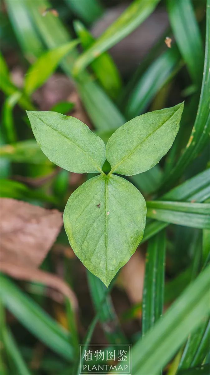 夏天还没过半,半夏已经盛开