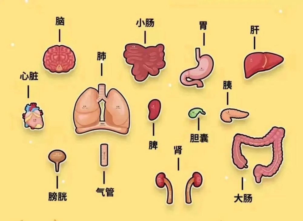 活动简介:人们常说"五脏六腑",你会区分哪些是"脏",哪些是"腑"吗?