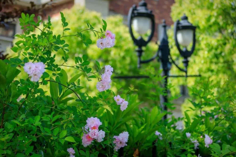 星星点点的花朵从墙头低垂而下在大片枝枝蔓蔓的绿色里淡雅盛开,芳香