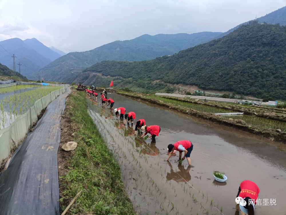 德興鄉開展為民插秧辦實事服務下村展風尚新時代文明實踐活動