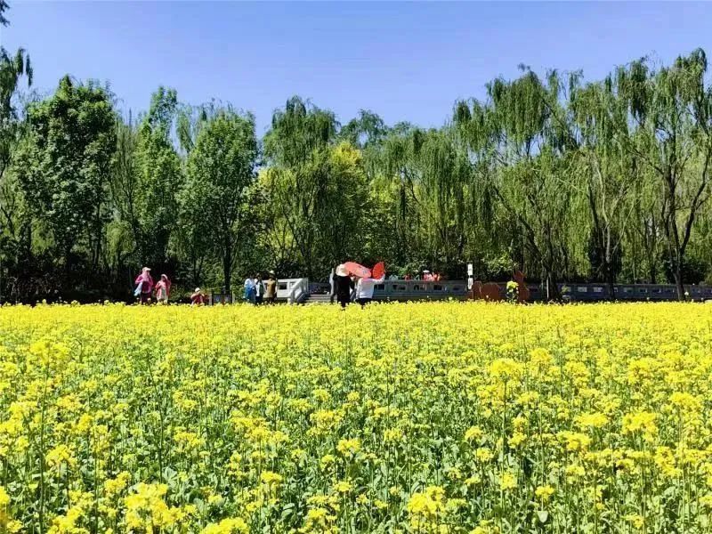 圆明园黄花阵_圆明园的黄花阵_圆明园黄花阵迷宫平面图