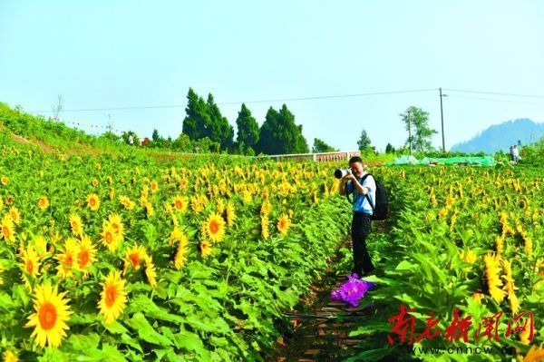 刘晓钟 文/图)5月20日上午,阆中市五马镇太阳湾花海第二届油葵花赏花