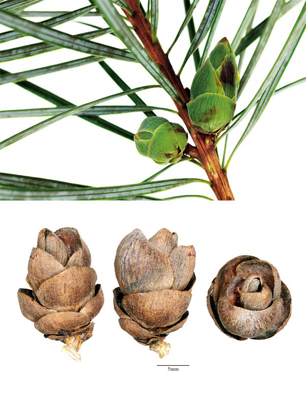 《中国珍稀濒危植物种子》银杉样章 供图该书可以帮助人们通过果实和