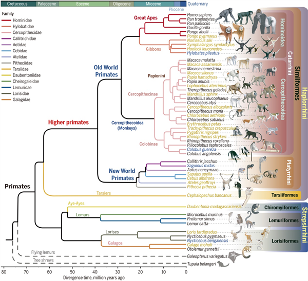 一次性发6篇《科学》 中科院昆明动物所在灵长类进化遗传领域取得重大