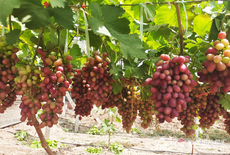 吐鲁番新郁葡萄抢"鲜"上市_腾讯新闻