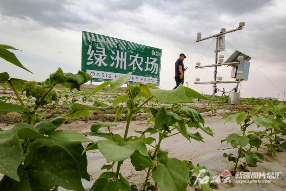 6月22日,库尔勒市和什力克乡萨依力克村,新疆绿洲驼铃农业发展有限