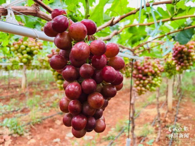 有一种叫云南的生活|2023云南·大理宾川葡萄文化旅游节启幕-腾讯新闻