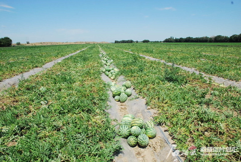 下野地西瓜节签约6个项目总投资超9000万元