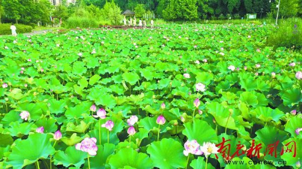 营山朗池湿地公园图片