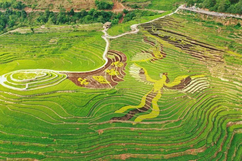 绝美墨江彩色稻田画进入最佳观赏期