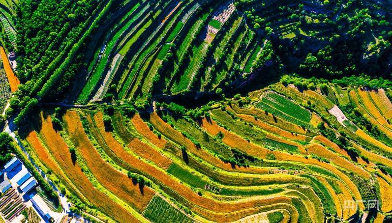 甘肃庄浪麦黄时节梯田美如画