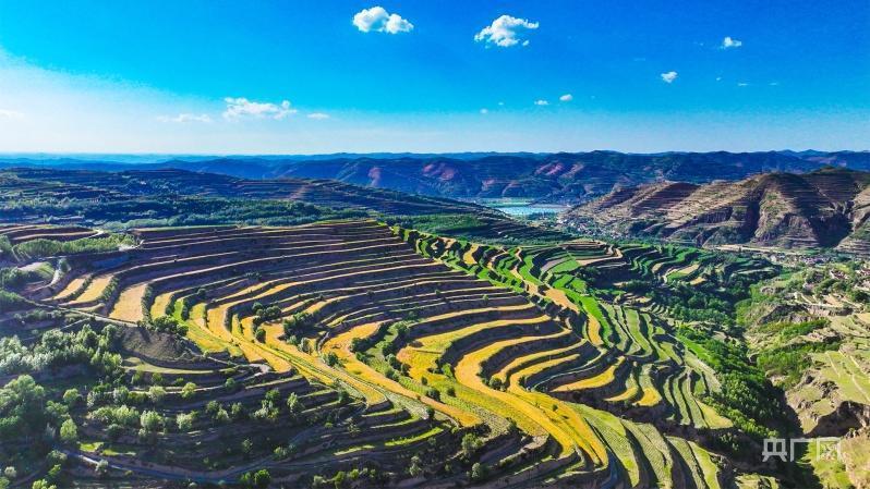 甘肃庄浪麦黄时节梯田美如画